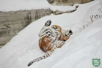 Смешные зимние картинки: Фотографии забавных моментов с животными