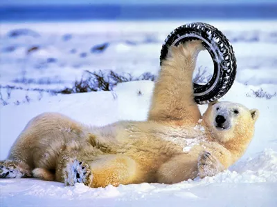 Холодные угодья: Фото смеха с животными под снежным покровом