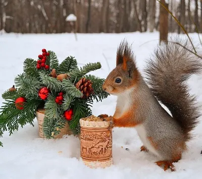 Смешные зимние фотографии