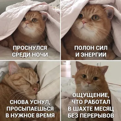 Фото смешных котят с надписью: размер M, формат JPG 