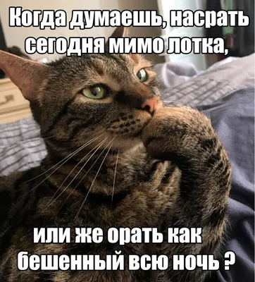 Изображение смешных котят с надписью: размер L, формат JPG 