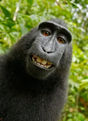 Смешных обезьян  фото