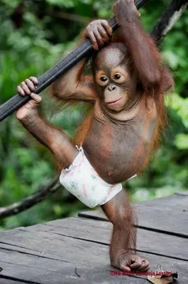 Фотообои с обезьянами: Забавные картинки на телефон