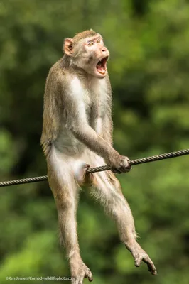Смешные обезьяны: Лучшие изображения в разрешении 4K.
