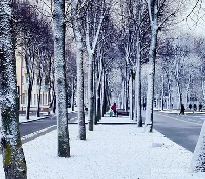 Зимний парад: Фотоальбом снежных красот Смоленска