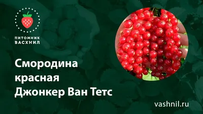 Изумительные моменты Смородины йонкер ван тетс в ванной комнате