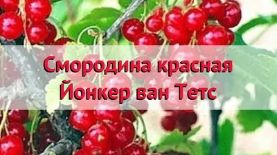 Удивительные кадры Смородины йонкер ван тетс в ванной комнате