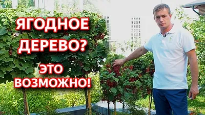 Смородиновое дерево на фото: неразрушимая красота природы