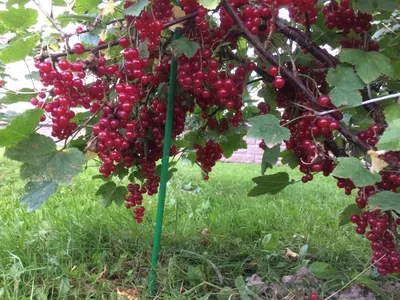 Рисунок смородинового дерева на рабочий стол