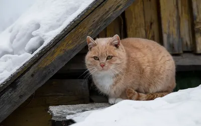 Зимний снег: бесплатные HD изображения