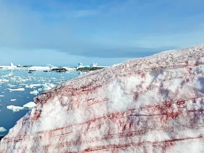 Ледяной орнамент: фотографии узоров на поверхности замерзших водоемов