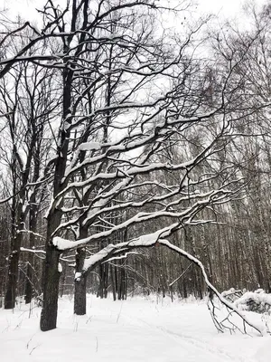 Снег инстаграм  фото