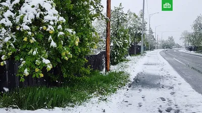 Белоснежные снежинки в жаркое время года: Full HD фото