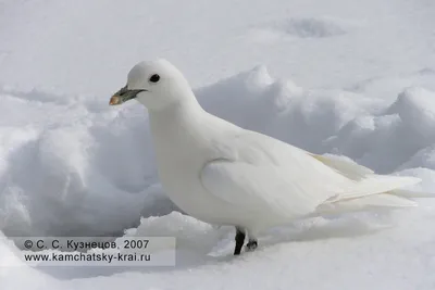 Пейзажи снега на Камчатке: фото в хорошем качестве