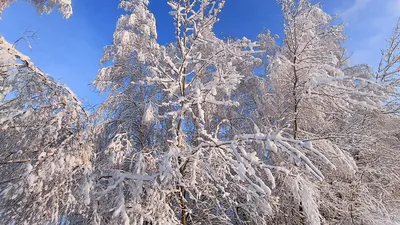 Зимняя красота: скачать бесплатно фото снежной природы