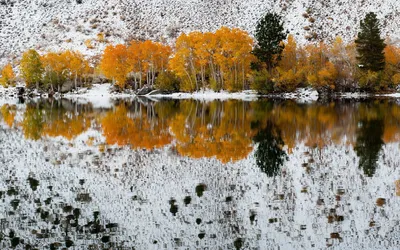 Снежные узоры на листьях: Осенний фотоэтюд