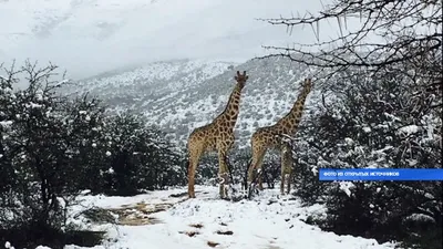 Снег в Африке: Загадочные фотографии в формате 4K для скачивания