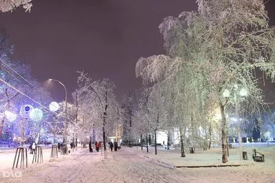 Фото снежных деревьев в Краснодаре: бесплатно в высоком разрешении