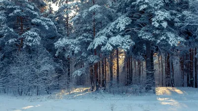 Красота заснеженного леса: фото, которые захватывает дух