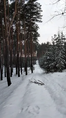 Волшебный лес в объятиях снега: захватывающие фотографии