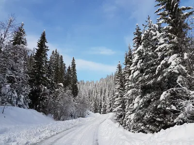 Красочная картинка с заснеженным лесом