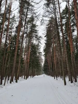 Снег в лесу фотографии