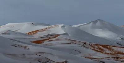 Фото снежных деревьев в хорошем качестве