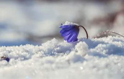 Фото снега весной: качественные изображения в HD