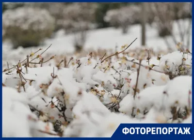 Весенний снег: качественные фотографии для скачивания