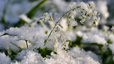 Фотоальбом Снег весной: потрясающие снимки природы