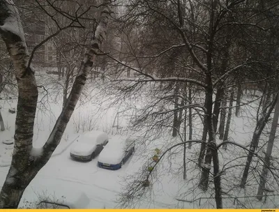 Зимний снег: арт-фотографии природы