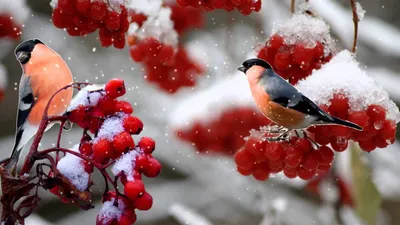Снегири на рябине зимой: Изысканные изображения для загрузки
