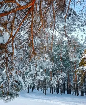 Белая красота: удивительные снежные деревья на фотографии