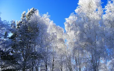 Зимнее волшебство: искусные фото снежных деревьев