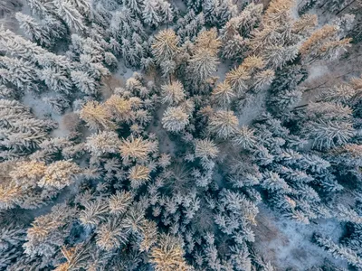 Удивительные снежные деревья на рабочий стол