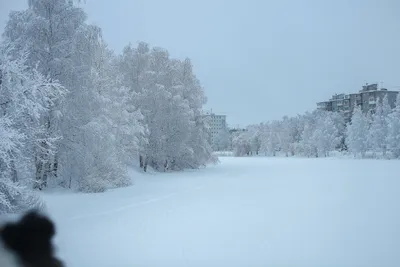 Фото снежных деревьев в хорошем качестве