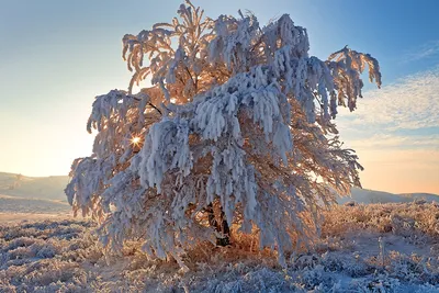 Фото снежных деревьев в формате PNG