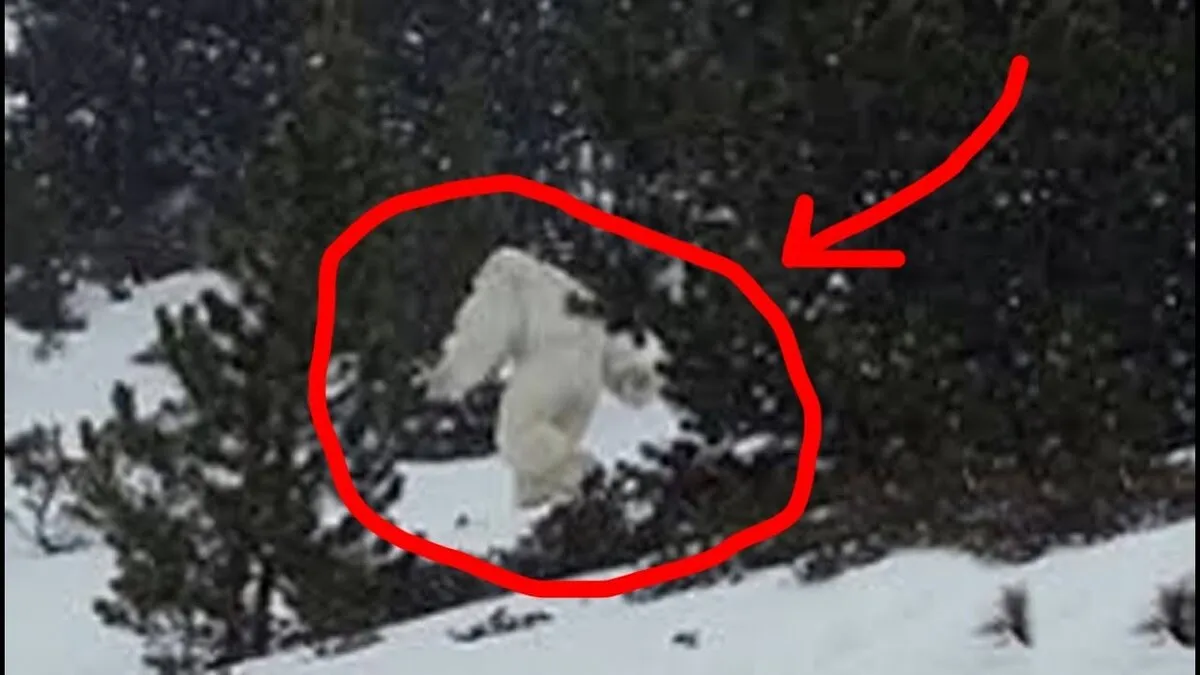 Замечен йети. Снежный человек настоящий. Йети снежный человек. Снежный человек реальные снимки. Существует снежный человек в реальной жизни.