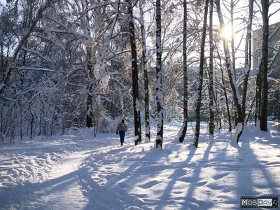 Лесное царство, покрытое белым волшебством (Фото)