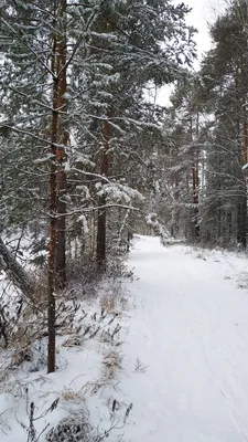 Спокойствие и тишина фотографий снежного леса (Фото)