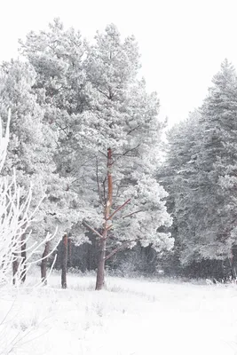 Загадочные следы животных на снежном покрове (Фото)