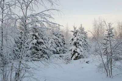 Море белого ковра и заснеженные ветви (Фото)