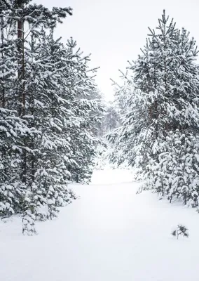 Картинка: Зимний арт леса со снегом