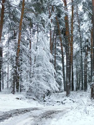 Расслабление и вдохновение: фотографии Снежного леса в HD