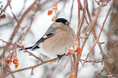 Портрет снигиря: фото высокого качества