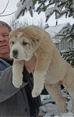 Алабай щенок: Фото с использованием техники высокой динамической диапазона