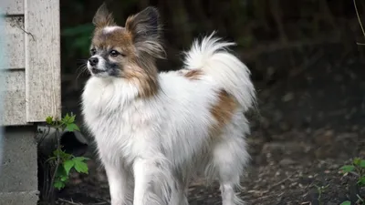 Фото, показывающее красоту собаки бабочки папильона