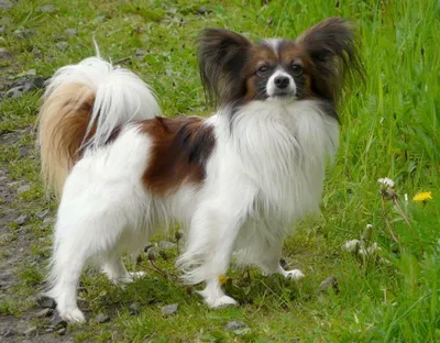 Фотка папильона - собаки бабочки в формате PNG с художественным эффектом