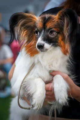 Фото собаки бабочки папильона с эффектом винтажных цветовых фильтров