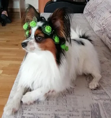 Фотка папильона - собаки бабочки в формате PNG с эффектом тонирования